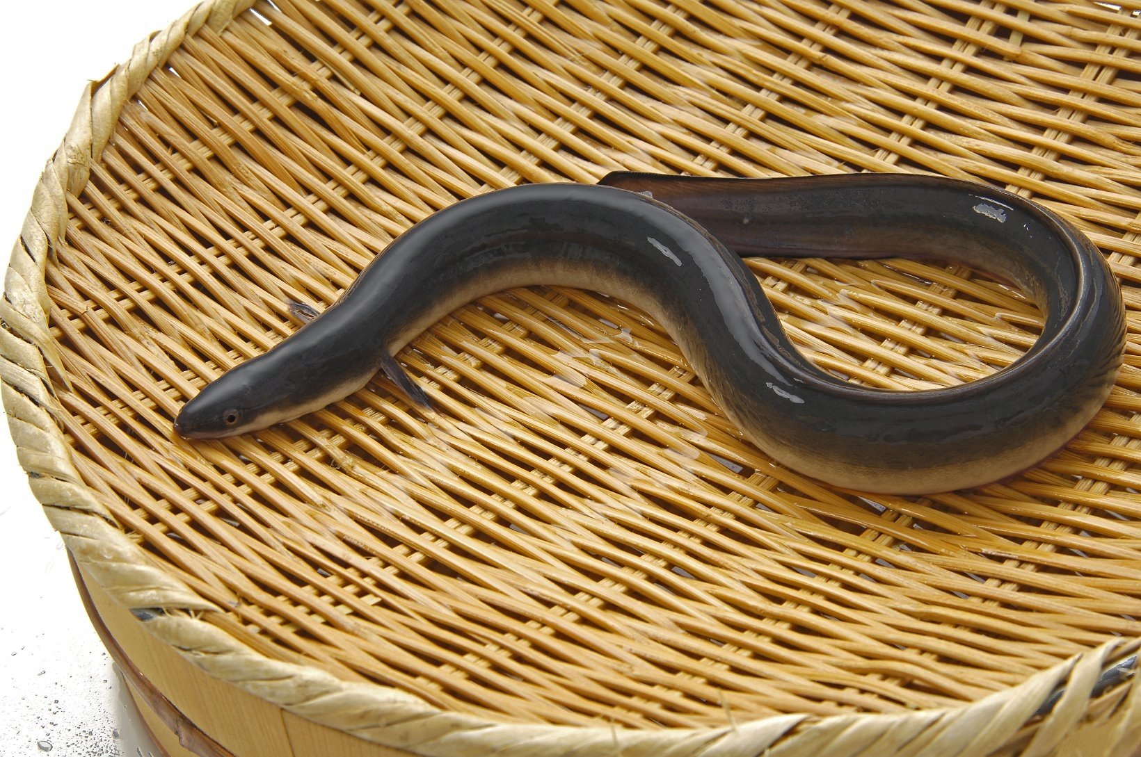 ざるに乗ったうなぎのイメージ画像