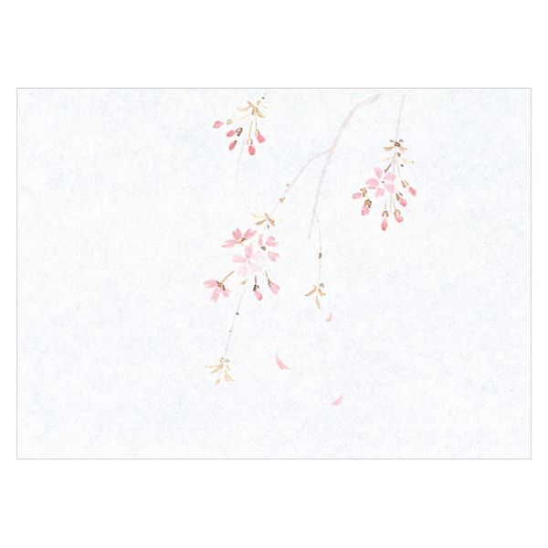 保鮮紙 M30-364 鮮度保持紙 (小) 桜 100枚入 マイン