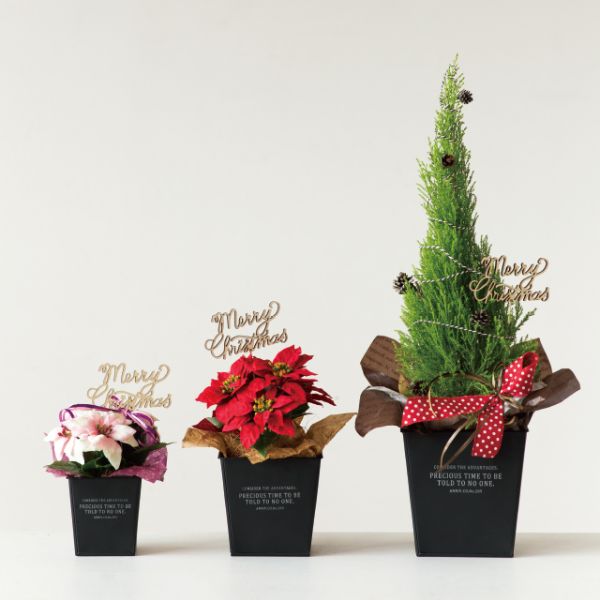 弁当ピック クリスマスフラワーピック-10/ウッド(10本) ヘッズ