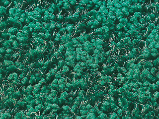 フロアーマット テラレインライト 900×1800 緑 テラモト