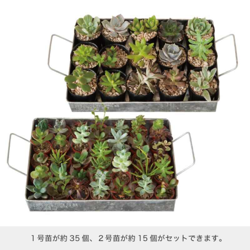 フラワー什器 ブリキトレイ-S(1個) ヘッズ