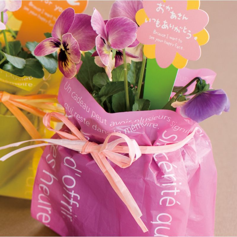 リボン ペーパーラフィア(ピンク)(1巻) ヘッズ