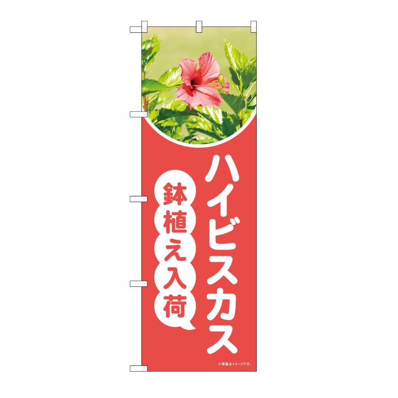 [N] のぼり ハイビスカス鉢植え入荷 ピンク 写真 OTM No.84237 P・O・Pプロダクツ