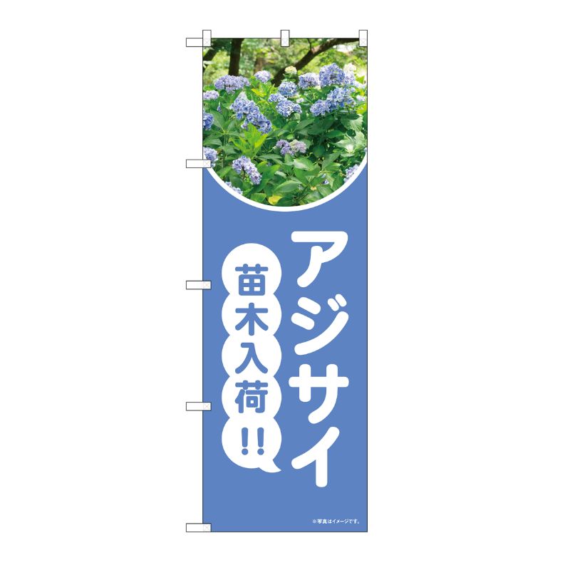 [N] のぼり アジサイ 苗木入荷 水色 写真 OTM No.84238 P・O・Pプロダクツ