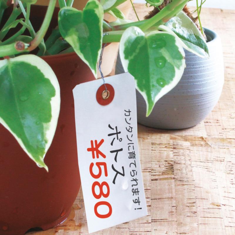 提札 25-170 荷札 布札白 防水加工仕上 1000枚入 ササガワ