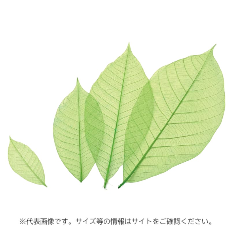 カラースカシ木の葉(緑) 約16cm 50入 萬洋