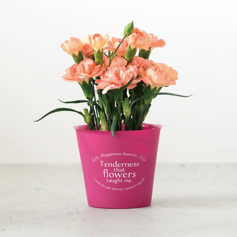 花器 CPM-POPS カラフルフラワーポット-S/マットピンク(30個) ヘッズ