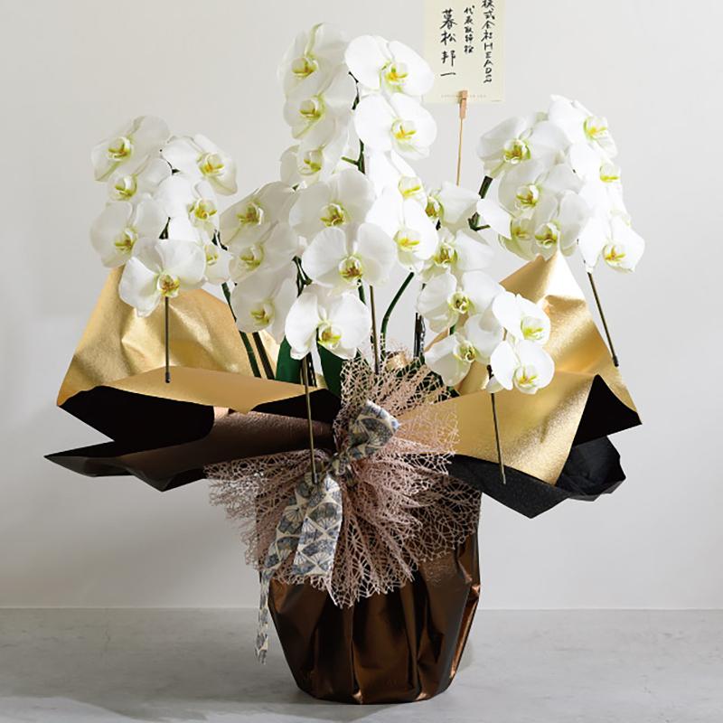 包装紙 SHY-RO2 シャイニー不織布ロール-2/ブラウン(1巻) ヘッズ