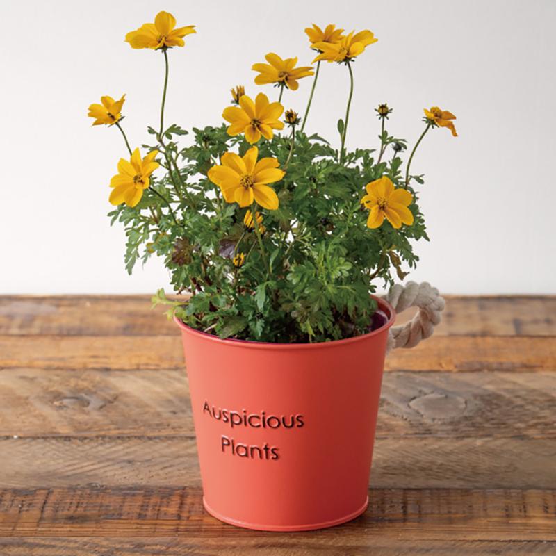 鉢カバー HPO-BBKS ハッピープランツブリキバケツ-S/オレンジ(6個) ヘッズ