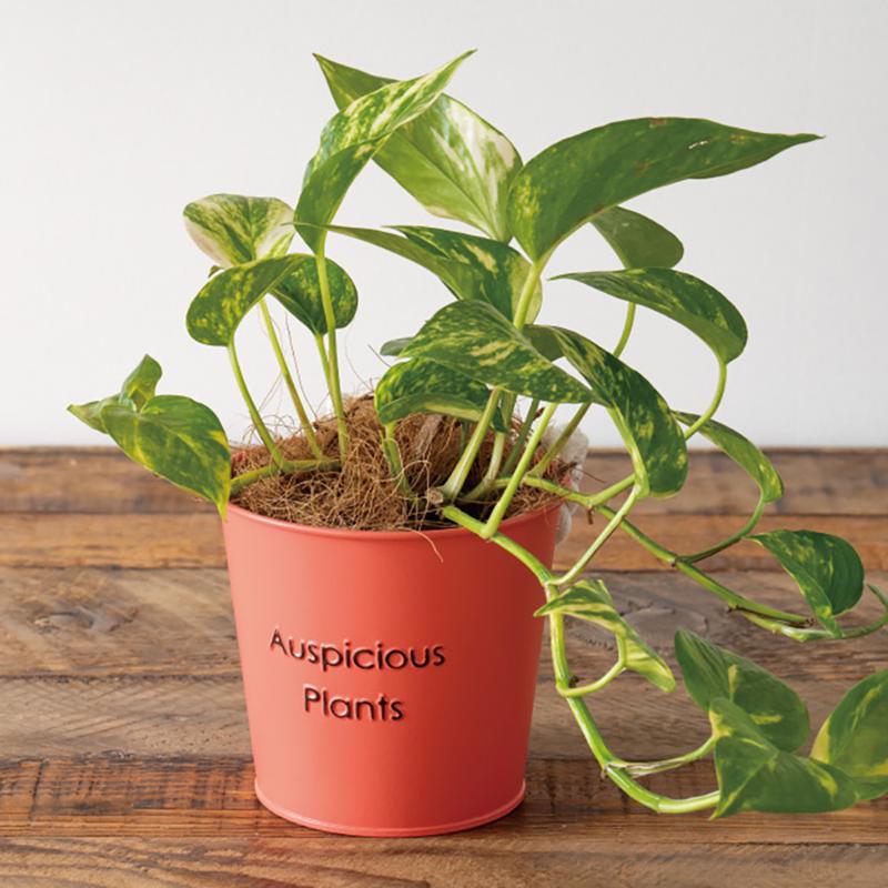 鉢カバー HPO-BBKS ハッピープランツブリキバケツ-S/オレンジ(6個) ヘッズ