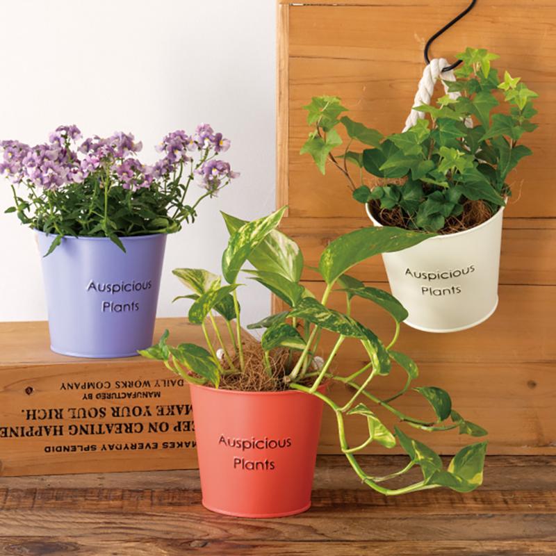 鉢カバー HPO-BBKS ハッピープランツブリキバケツ-S/オレンジ(6個) ヘッズ