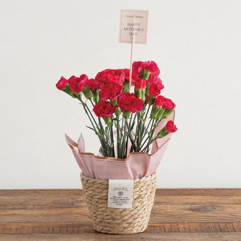 鉢カバー CN-RSB カンパーニュラッシュラウンドバスケット-S(6個) ヘッズ