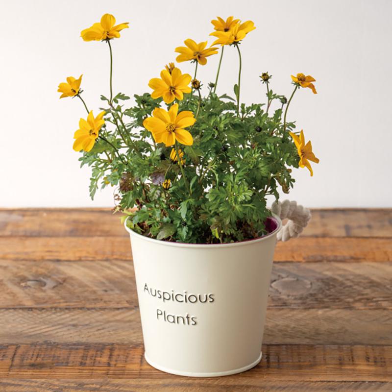 鉢カバー HPI-BBKS ハッピープランツブリキバケツ-S/アイボリー(6個) ヘッズ