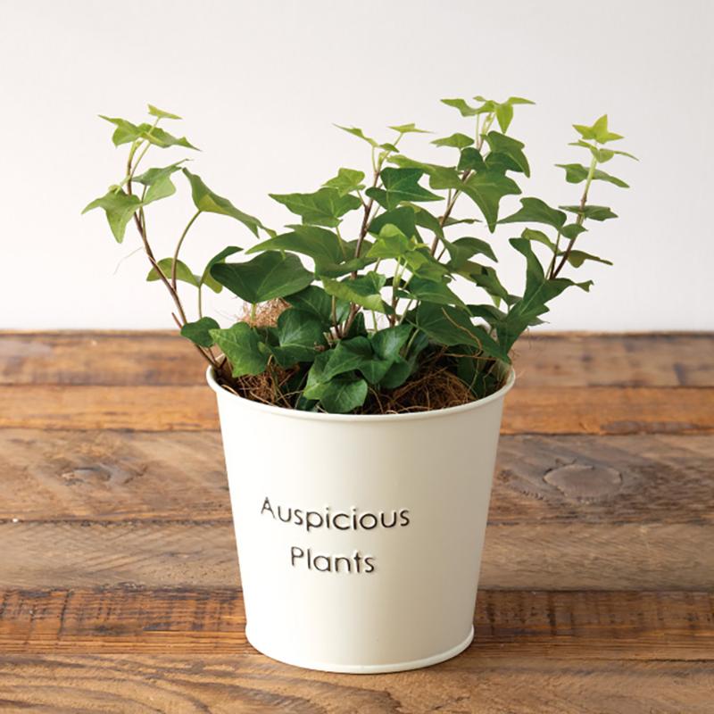 鉢カバー HPI-BBKS ハッピープランツブリキバケツ-S/アイボリー(6個) ヘッズ