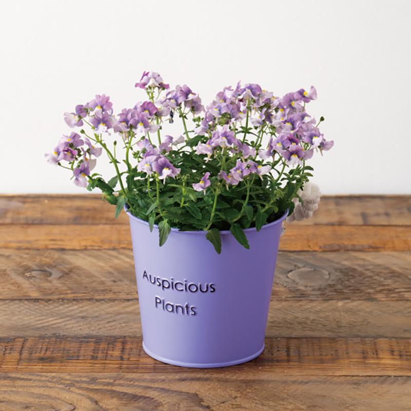 鉢カバー HPP-BBKS ハッピープランツブリキバケツ-S/パープル(6個) ヘッズ