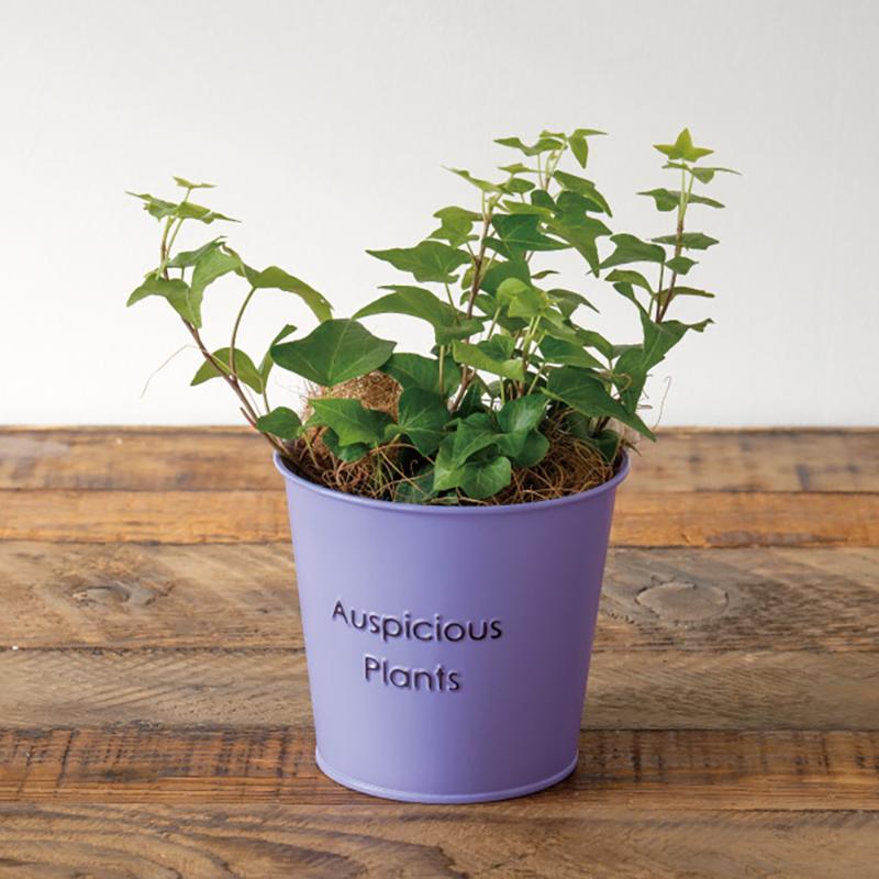 鉢カバー HPP-BBKS ハッピープランツブリキバケツ-S/パープル(6個) ヘッズ