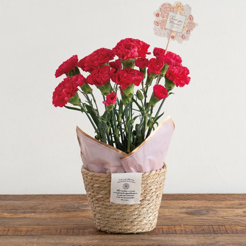 鉢カバー CN-RMB カンパーニュラッシュラウンドバスケット-M(6個) ヘッズ