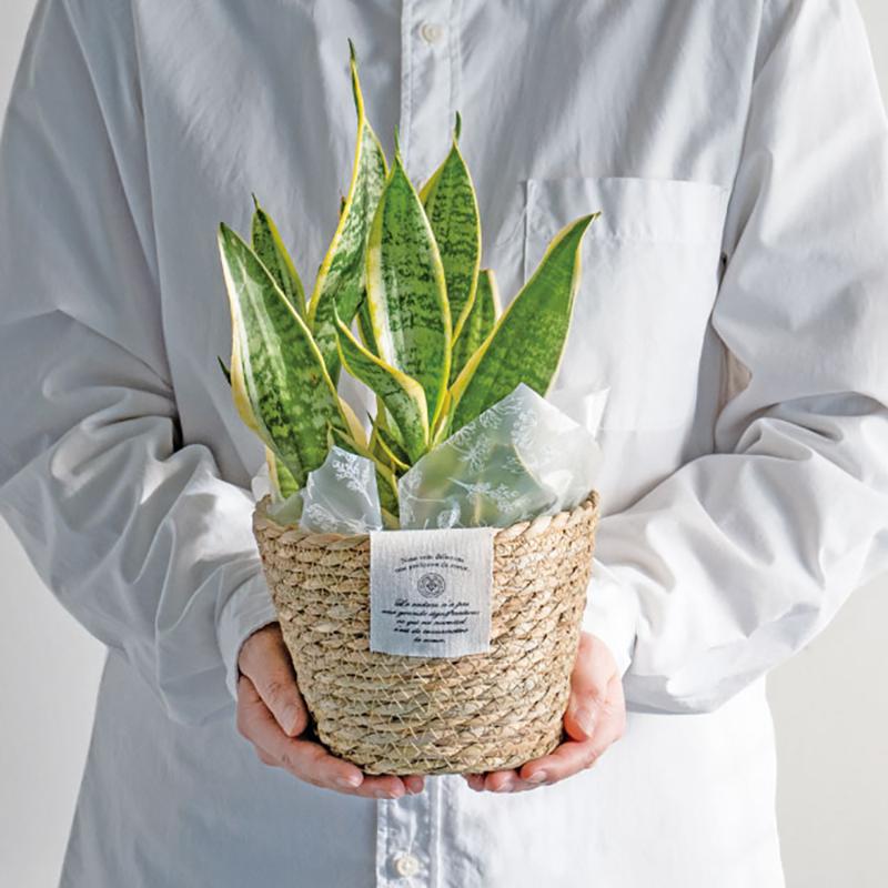 鉢カバー CN-RMB カンパーニュラッシュラウンドバスケット-M(6個) ヘッズ