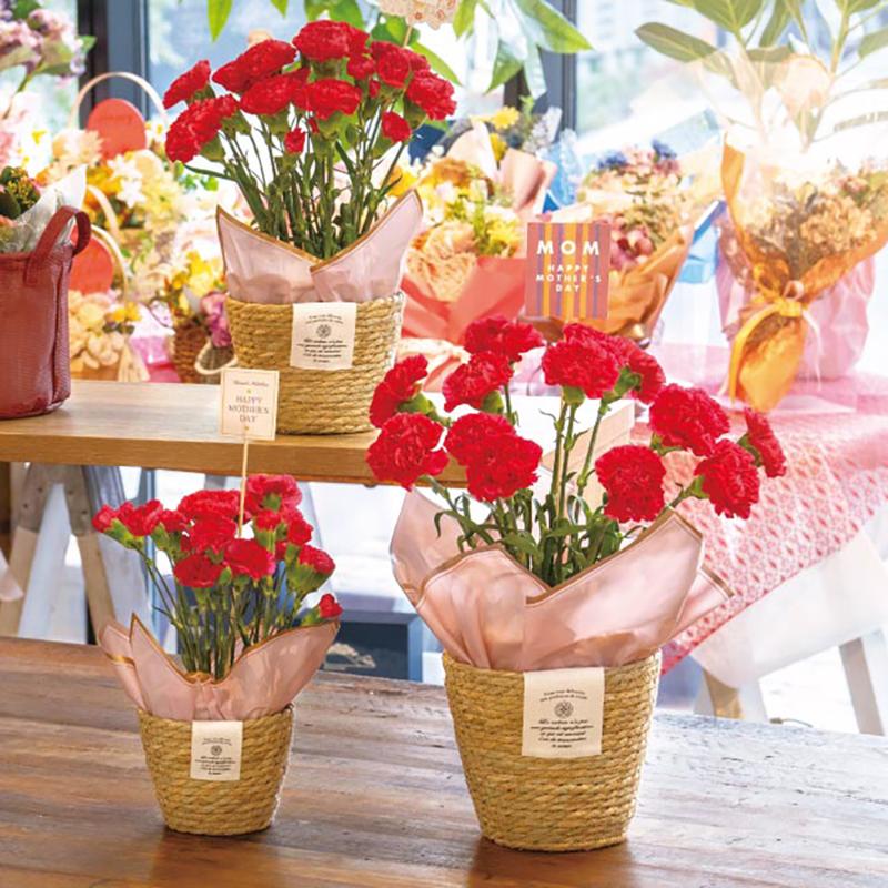 鉢カバー CN-RMB カンパーニュラッシュラウンドバスケット-M(6個) ヘッズ