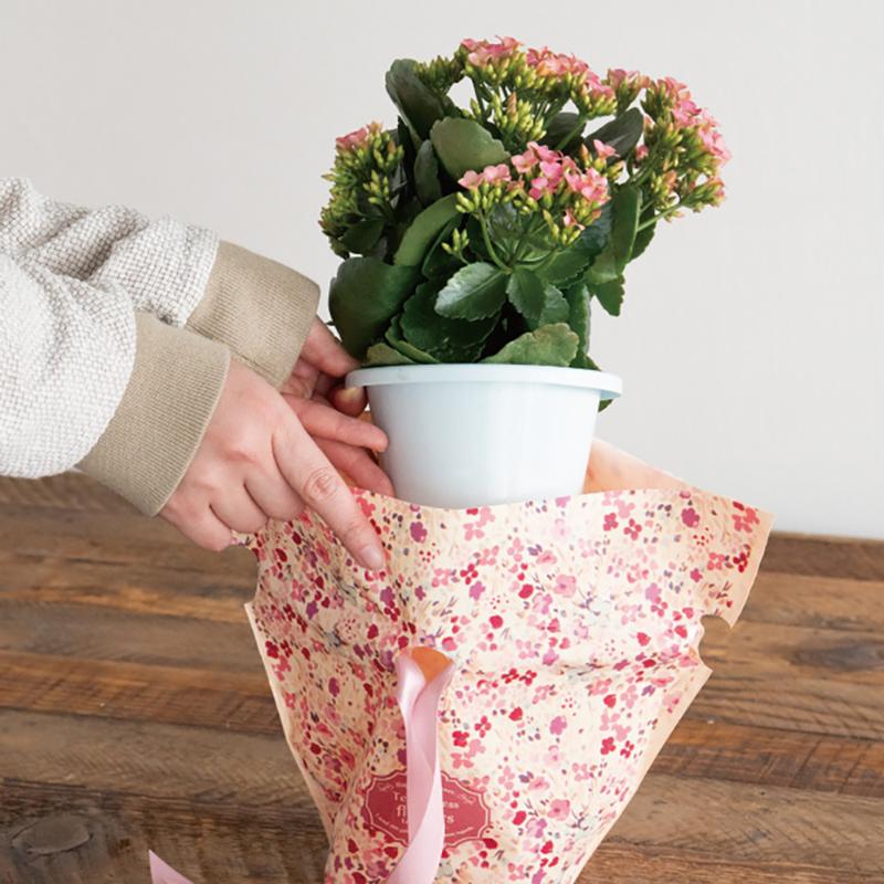 RAF-RIP4 ラフィネリボン付ポットカバー-4(10枚) ヘッズ